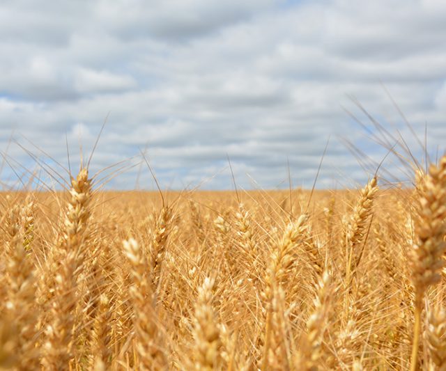 Les pâtes de Semoule de blé dur